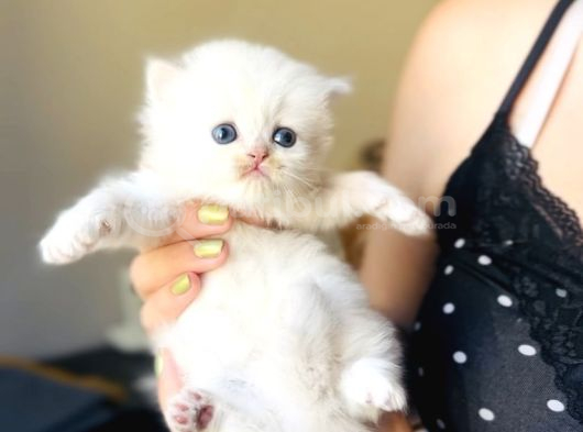 British Longhair Peluş Bebekler görsel