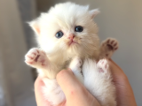 British Longhair Peluş Bebekler
