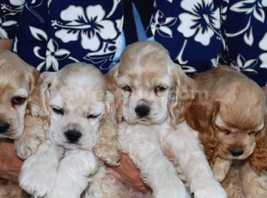 Burkemden A Kalite Cocker Yavrularımız görsel