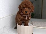 Irkının En Güzel Toy Poodle Yavruları