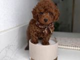 Irkının en güzel toy poodle yavruları