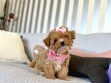 Büyümeyecek maltipoo bebekler