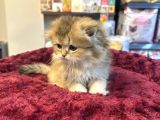 Irkının En Güzelinden Scottish Longhair Gold Yavrumuz