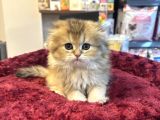 Irkının En Güzelinden Scottish Longhair Gold Yavrumuz