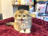 Irkının en güzelinden scottish longhair gold yavrumuz