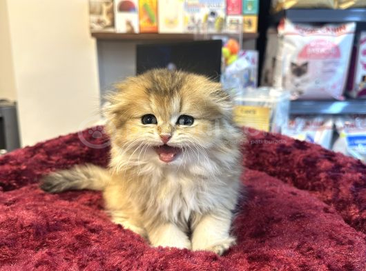 Irkının En Güzelinden Scottish Longhair Gold Yavrumuz