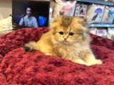 Irkının En Güzelinden Scottish Longhair Gold Yavrumuz