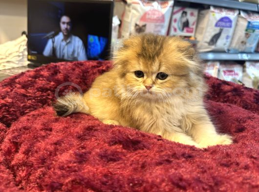 Irkının En Güzelinden Scottish Longhair Gold Yavrumuz görsel