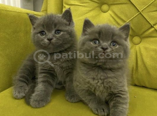 Bri̇ti̇sh Shorthai̇r Top Kafa Kizlarim görsel