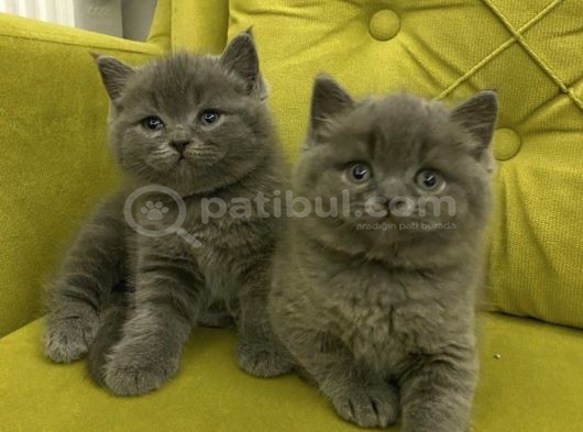 Bri̇ti̇sh Shorthai̇r Top Kafa Kizlarim görsel