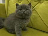 Bri̇ti̇sh Shorthai̇r Top Kafa Kizlarim