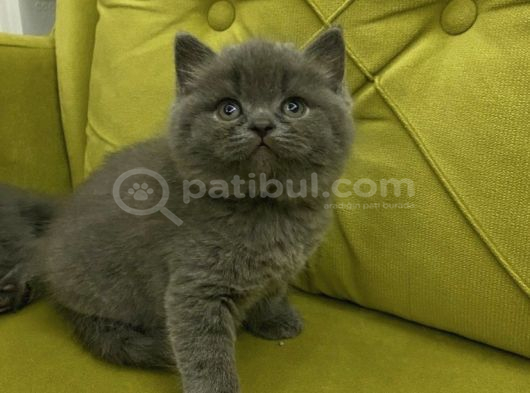 Bri̇ti̇sh Shorthai̇r Top Kafa Kizlarim görsel