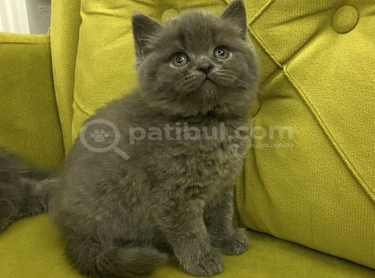 Bri̇ti̇sh Shorthai̇r Top Kafa Kizlarim görsel