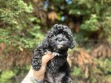 Pi̇yasanin En Uygun Rakamina Black Poodle