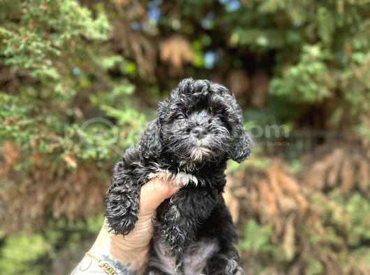 Pi̇yasanin En Uygun Rakamina Black Poodle görsel