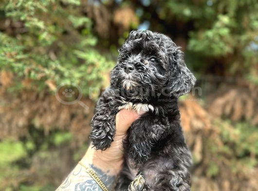 Pi̇yasanin En Uygun Rakamina Black Poodle görsel