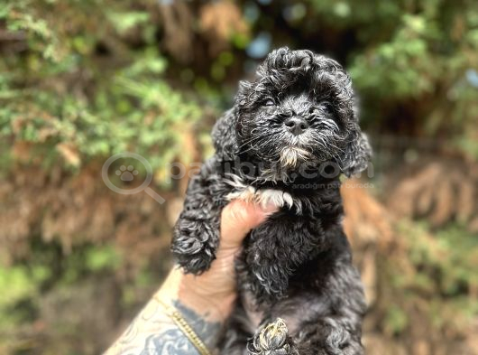 Pi̇yasanin En Uygun Rakamina Black Poodle