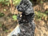 Pi̇yasanin En Uygun Rakamina Black Poodle