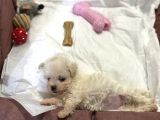 Mini Irk Maltese Yavrumuz