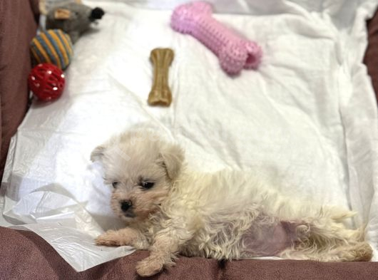 Mini Irk Maltese Yavrumuz görsel