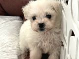 Mini Irk Maltese Yavrumuz