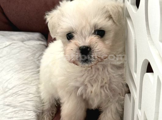 Mini Irk Maltese Yavrumuz görsel