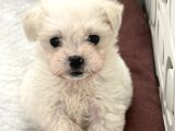 Mini Irk Maltese yavrumuz