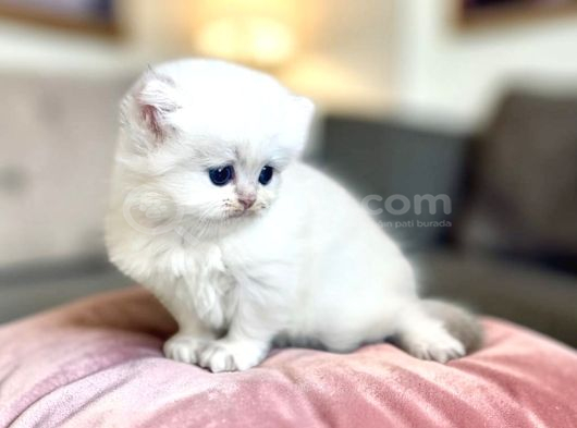 British Longhair Peluş Bebekler görsel