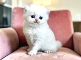 British Longhair peluş bebekler