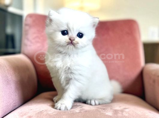 British Longhair Peluş Bebekler
