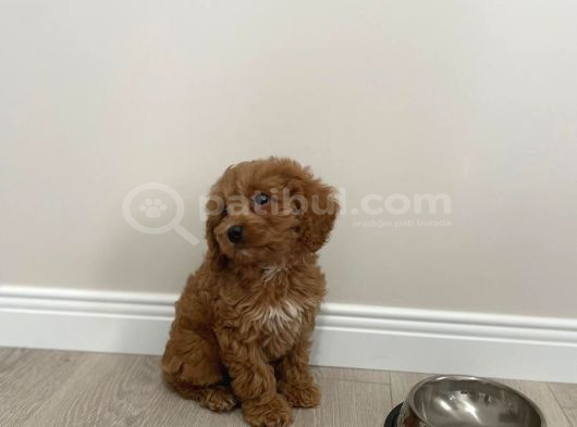 3 Buçuk aylık maltipoo