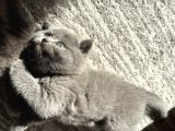 Mükemmel Güzellikte Top Kafa British Shorthair Yavrularımız