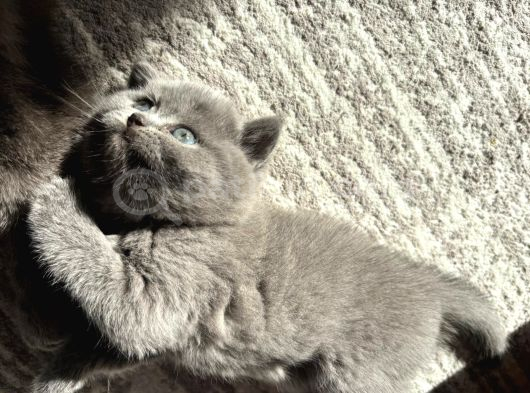 Mükemmel Güzellikte Top Kafa British Shorthair Yavrularımız görsel