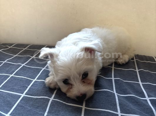 2 Aylık Dişi Westie Batı Terier