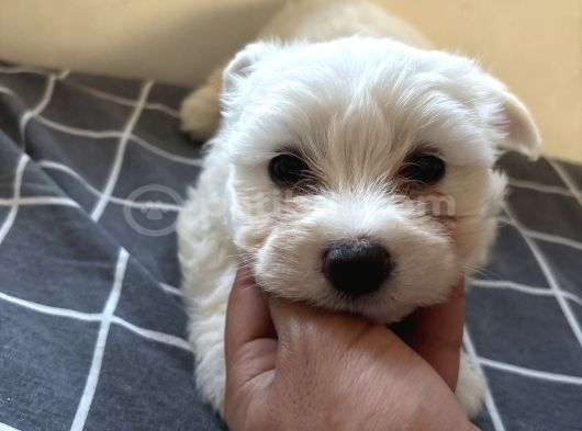 2 Aylık Dişi Westie Batı Terier görsel