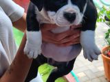Egzotic Amerikan Bully Yavrularımız 5 Adet