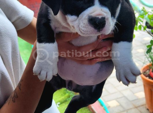 Egzotic Amerikan Bully Yavrularımız 5 Adet görsel