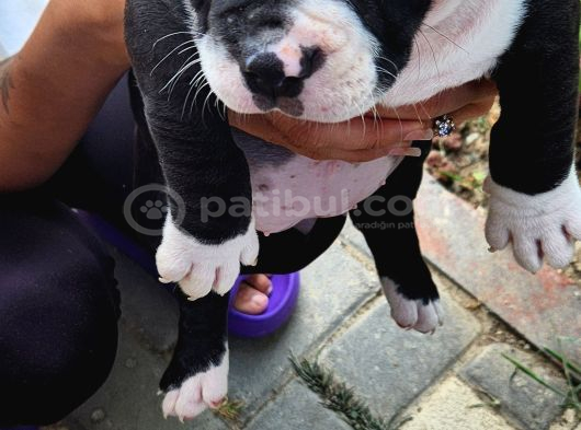 Egzotic Amerikan Bully Yavrularımız 5 Adet görsel
