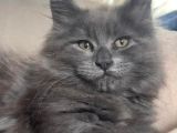 Maine Coon yavru