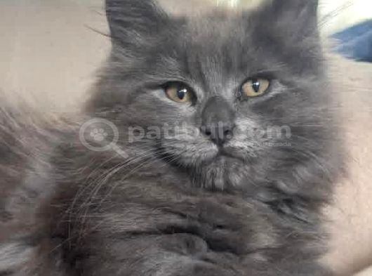 Maine Coon Yavru