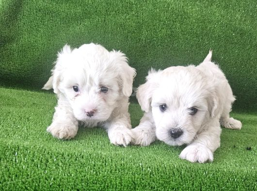 Maltese Terier Bebekler görsel