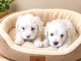 Maltese Terier Bebekler
