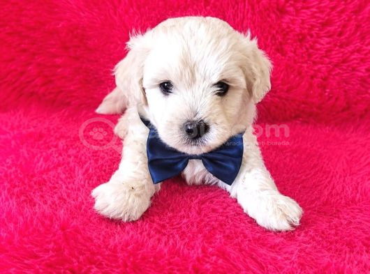 Maltese Terier Bebekler