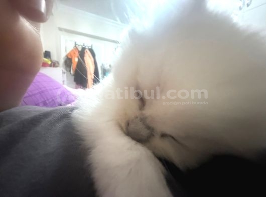 British Shorthair 2 Aylik görsel
