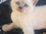 British Shorthair 2 Aylik