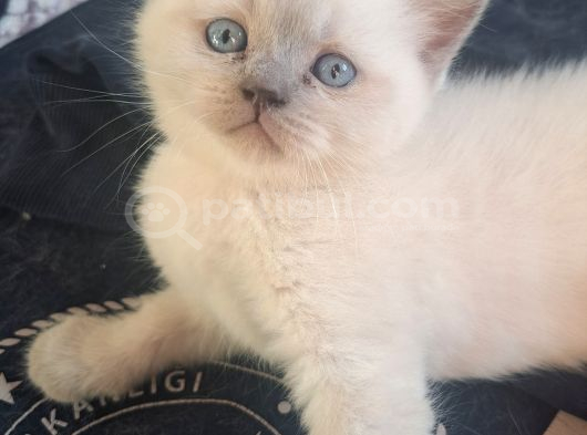 British Shorthair 2 Aylik görsel