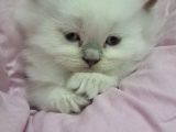 British Shorthair 2 Aylik
