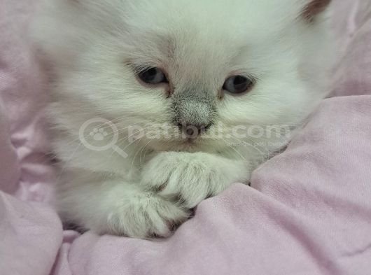 British Shorthair 2 Aylik görsel