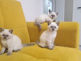 British Shorthair 2 aylik
