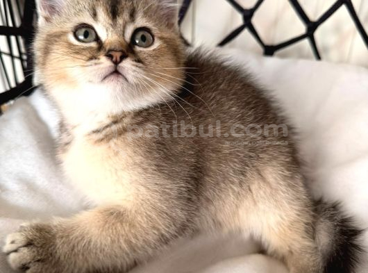 Black Golden Bebek Teslime Hazır